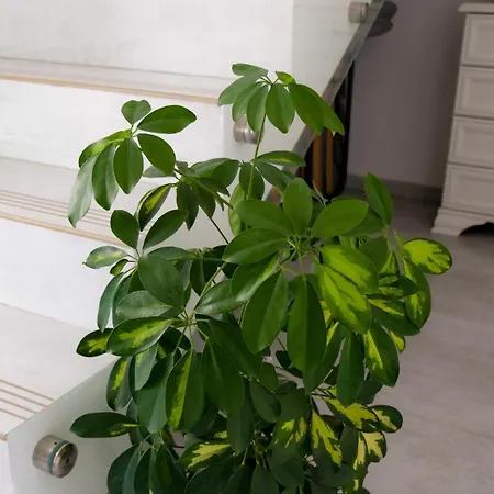 Casa Ambientt 3*